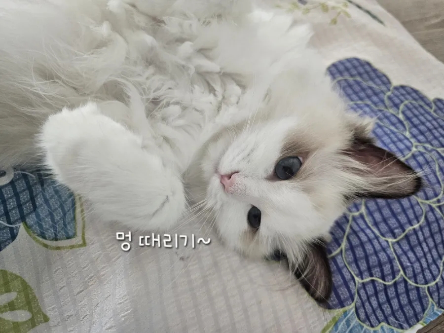 6개월 렉돌 보리 성장일기🐾 2.5kg 폭풍성장 중! 요즘 냥춘기인가요?😹