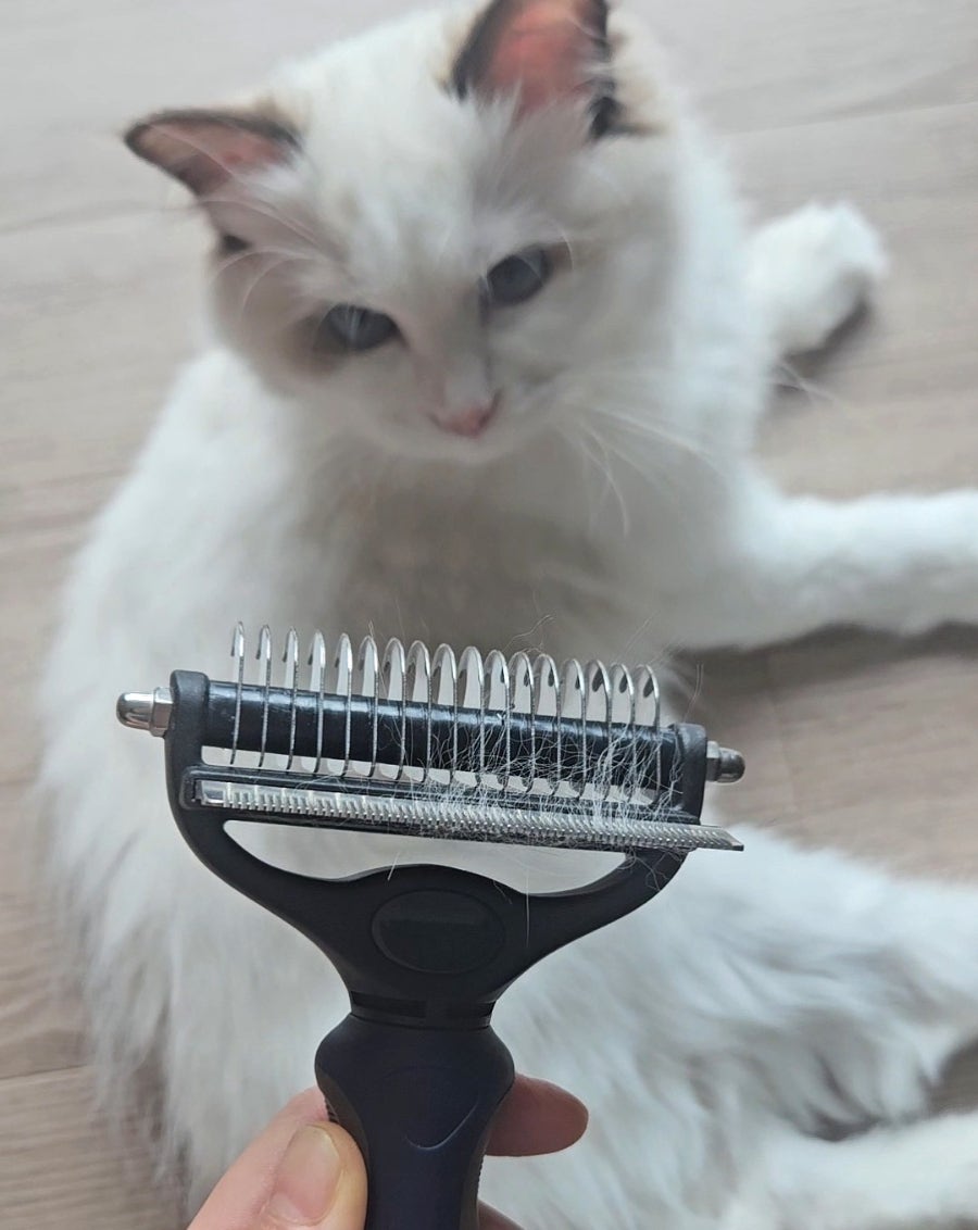 6개월 렉돌 보리 성장일기🐾 2.5kg 폭풍성장 중! 요즘 냥춘기인가요?😹
