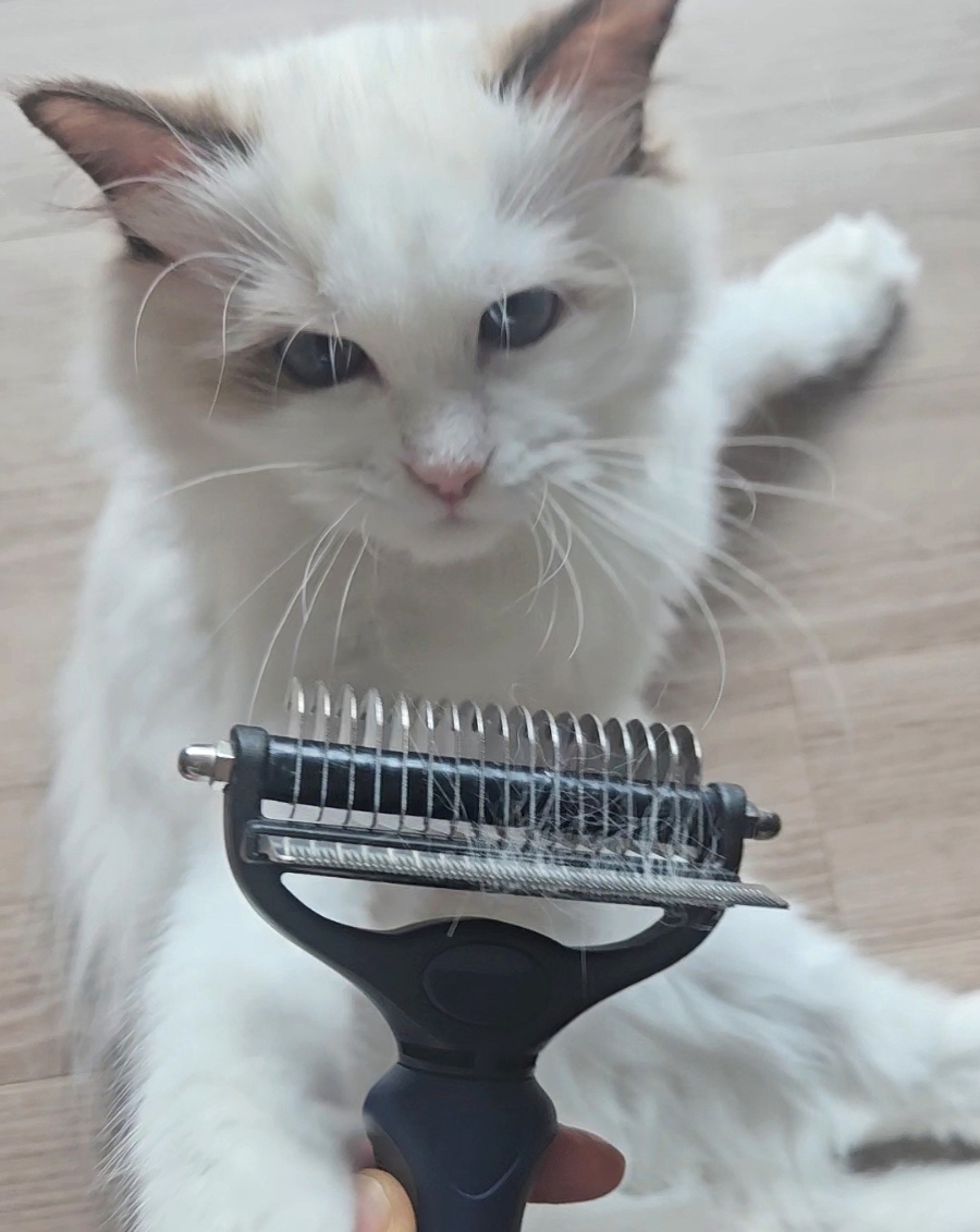 6개월 렉돌 보리 성장일기🐾 2.5kg 폭풍성장 중! 요즘 냥춘기인가요?😹