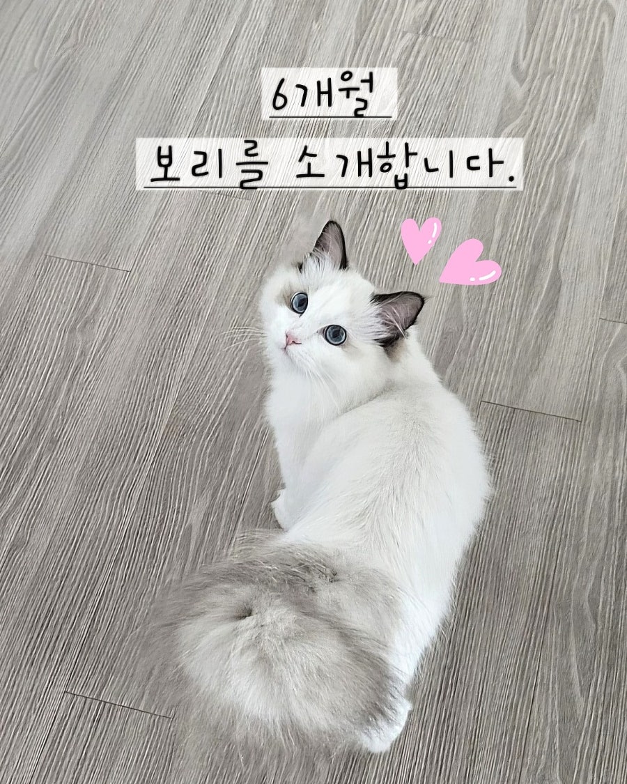 6개월 렉돌 보리 성장일기🐾 2.5kg 폭풍성장 중! 요즘 냥춘기인가요?😹
