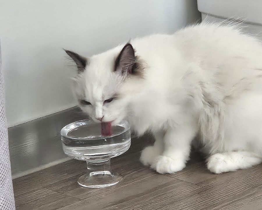 6개월 렉돌 보리 성장일기🐾 2.5kg 폭풍성장 중! 요즘 냥춘기인가요?😹