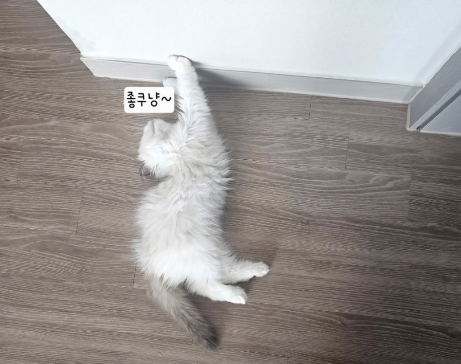 6개월 렉돌 보리 성장일기🐾 2.5kg 폭풍성장 중! 요즘 냥춘기인가요?😹