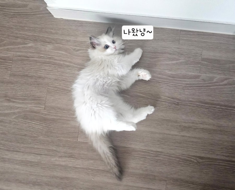 6개월 렉돌 보리 성장일기🐾 2.5kg 폭풍성장 중! 요즘 냥춘기인가요?😹
