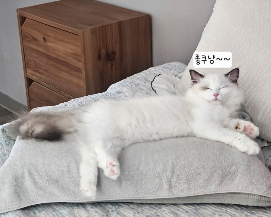 6개월 렉돌 보리 성장일기🐾 2.5kg 폭풍성장 중! 요즘 냥춘기인가요?😹