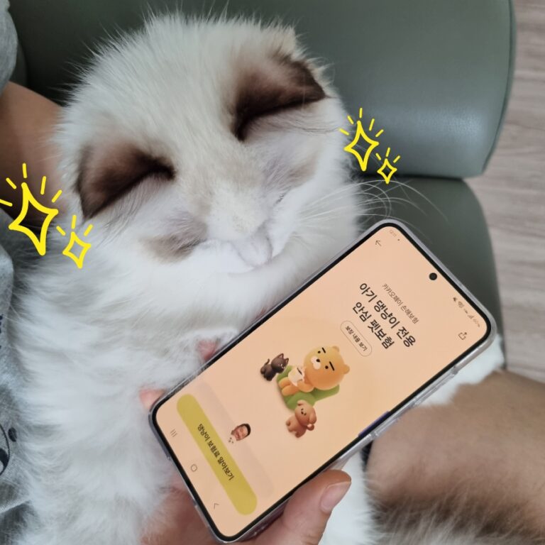 카카오톡 펫보험 가입 후기 🐱｜고양이 보험 고민하다 직접 가입해본 솔직 후기