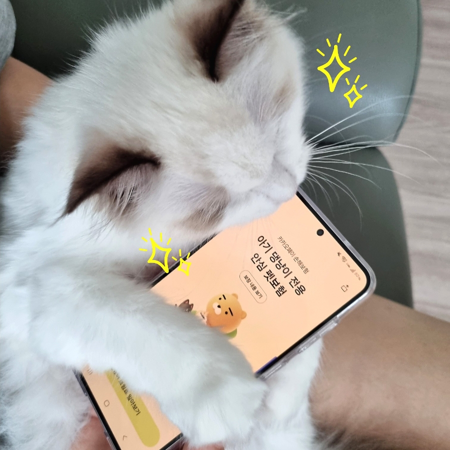 카카오톡 펫보험 가입 후기 🐱|고양이 보험 고민하다 직접 가입해본 솔직 후기