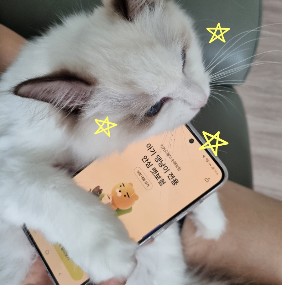 카카오톡 펫보험 가입 후기 🐱|고양이 보험 고민하다 직접 가입해본 솔직 후기