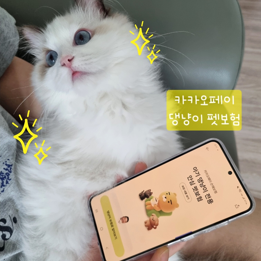 카카오톡 펫보험 가입 후기 🐱|고양이 보험 고민하다 직접 가입해본 솔직 후기
