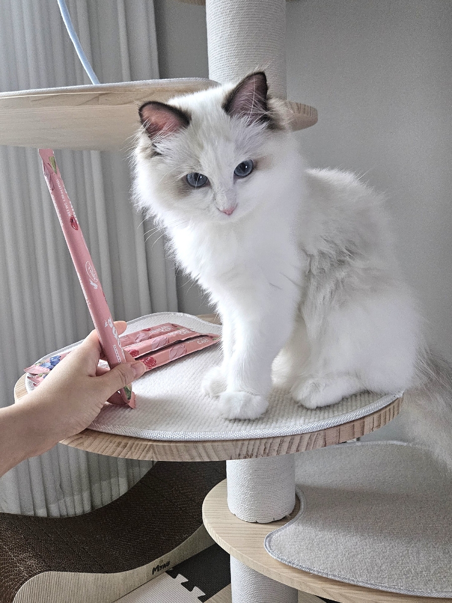 고양이가 먼저 달려오는 간식🐱💕  팝케어 팝스 고양이 습식 스틱 , 기호성 직접 먹여본 후기
