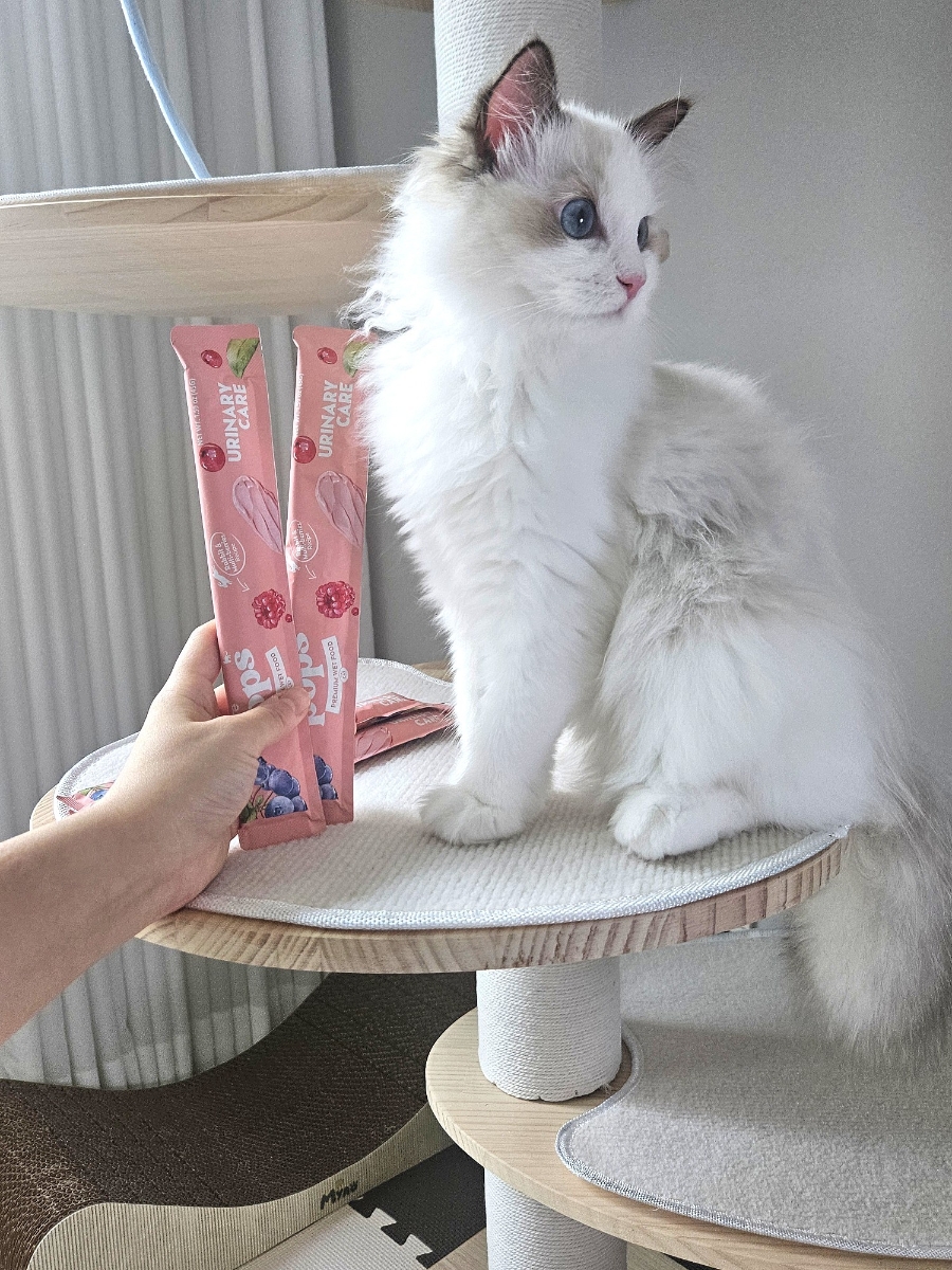 고양이가 먼저 달려오는 간식🐱💕  팝케어 팝스 고양이 습식 스틱 , 기호성 직접 먹여본 후기