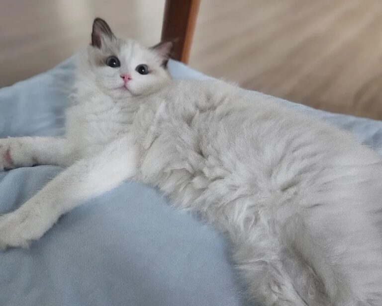 🐾 어느 날 발견한 벽지의 흔적