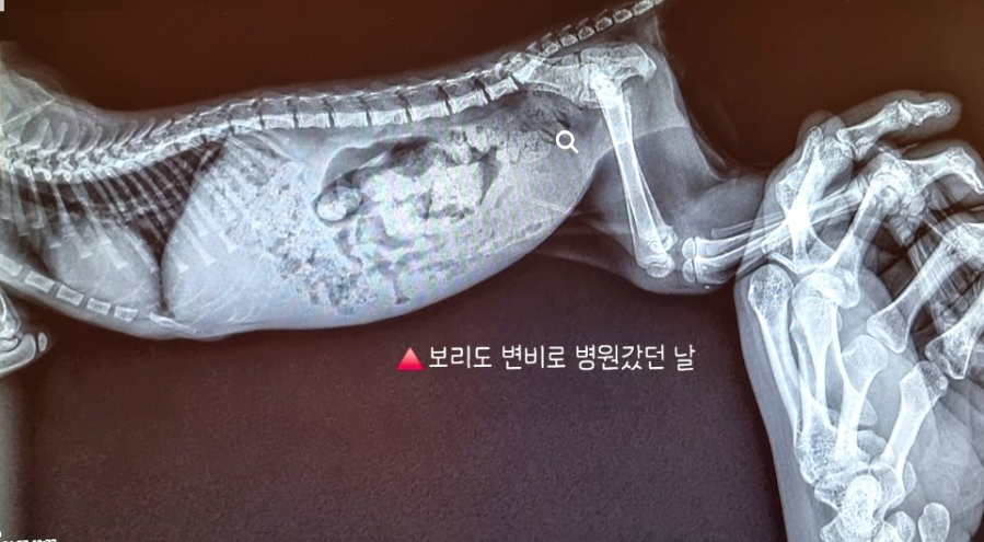 보리야 거긴 화장실 아니야😂” 고양이 갑자기 오줌 싸는 이유와 배변실수 이야기