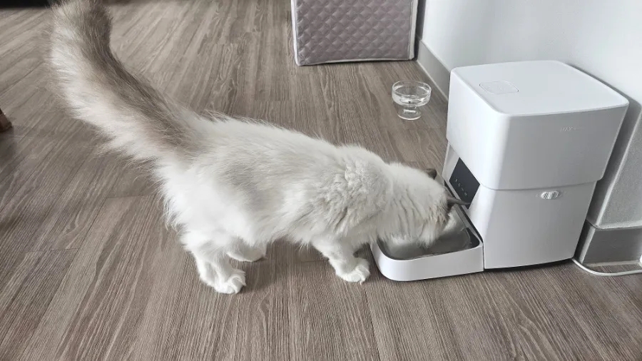 6개월 고양이 이갈이 시작! 보리의 유치가 빠졌어요 🦷