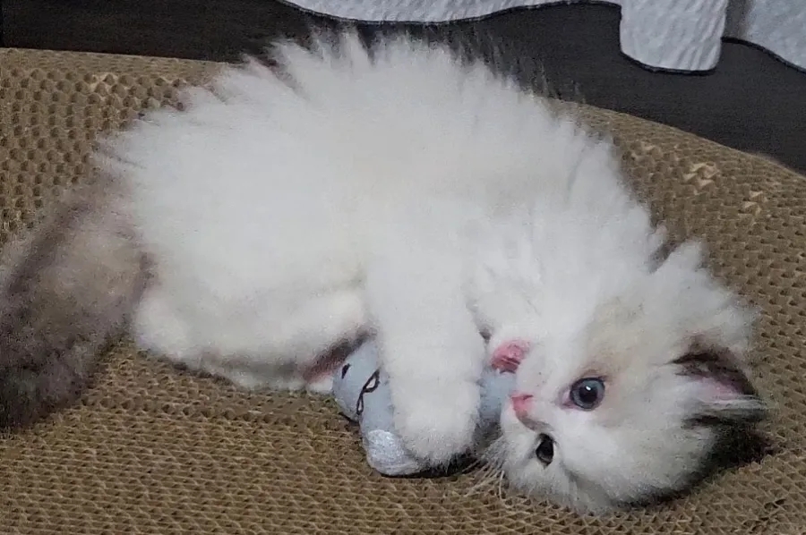 6개월 고양이 이갈이 시작! 보리의 유치가 빠졌어요 🦷