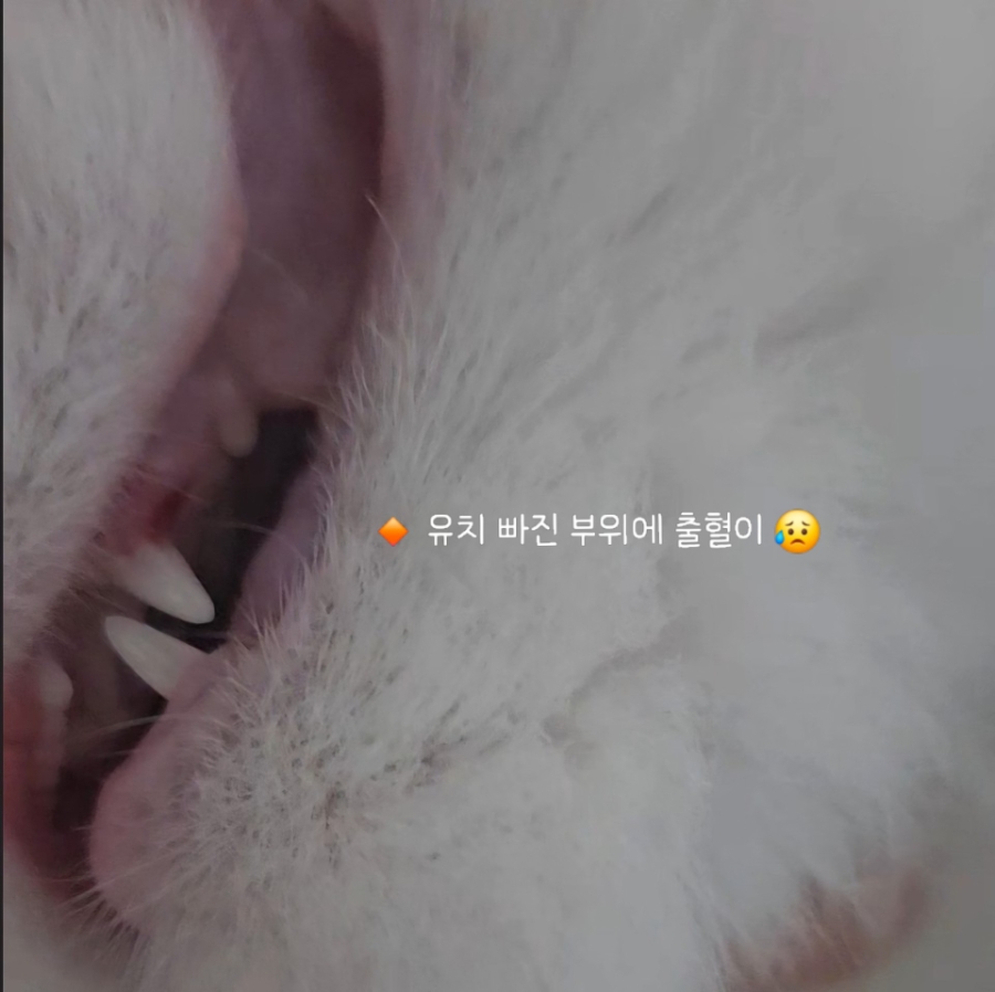 6개월 고양이 이갈이 시작! 보리의 유치가 빠졌어요 🦷