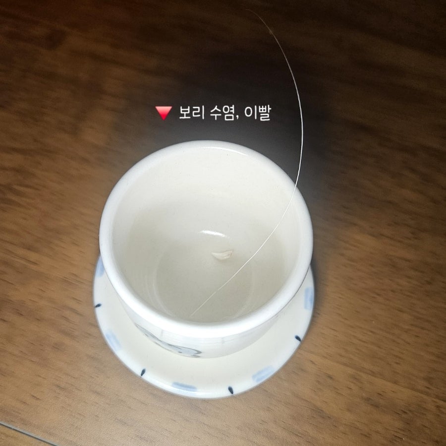 6개월 고양이 이갈이 시작! 보리의 유치가 빠졌어요 🦷