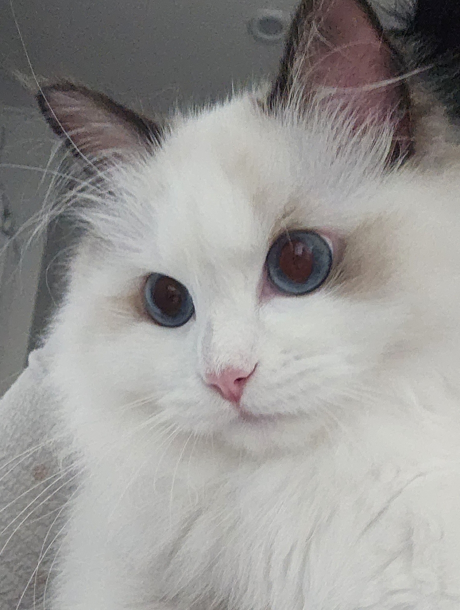 고양이 이갈이 시작! 보리의 유치가 빠졌어요 2탄 🦷