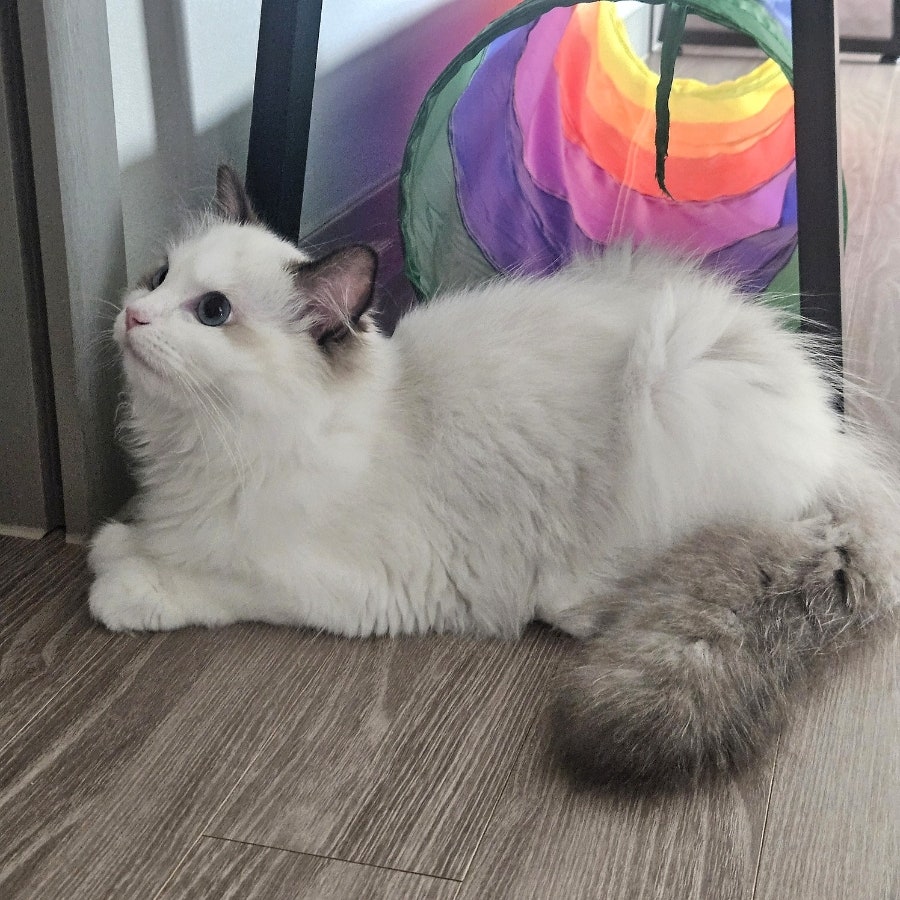 고양이 이갈이 시작! 보리의 유치가 빠졌어요 2탄 🦷