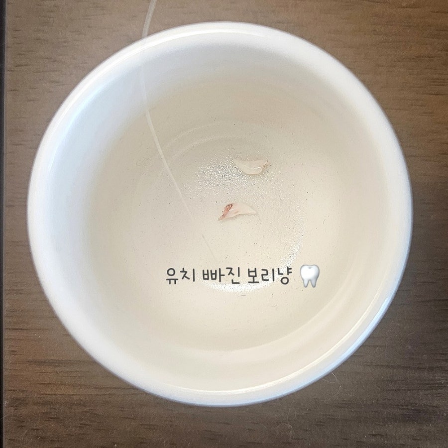 고양이 이갈이 시작! 보리의 유치가 빠졌어요 2탄 🦷