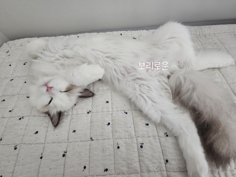 오후 5시만 되면 찾아오는 고양이 보리, 이유가 있었습니다ㅋㅋ