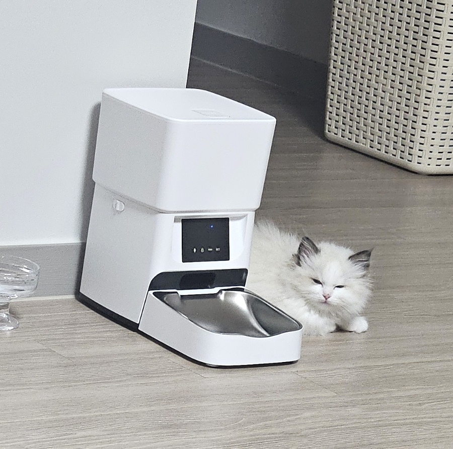 🔺️ 어린 보리로 사진 대체할께용 (집사는 침대방콕중)