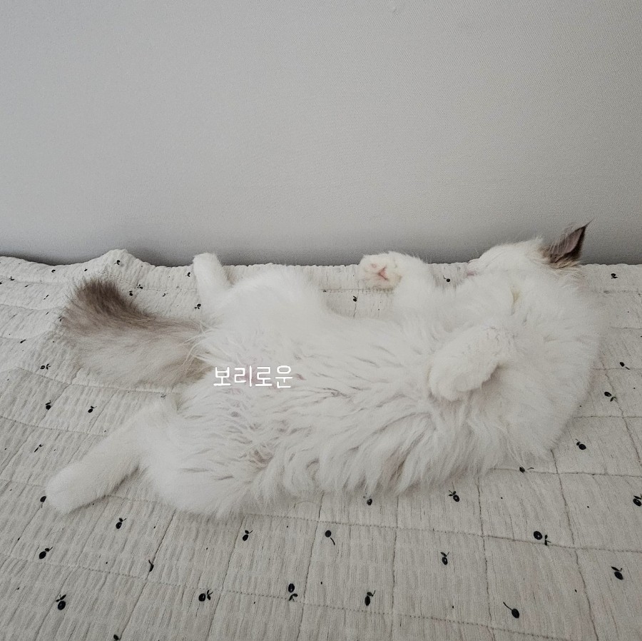 오후 5시만 되면 찾아오는 고양이 보리, 이유가 있었습니다ㅋㅋ